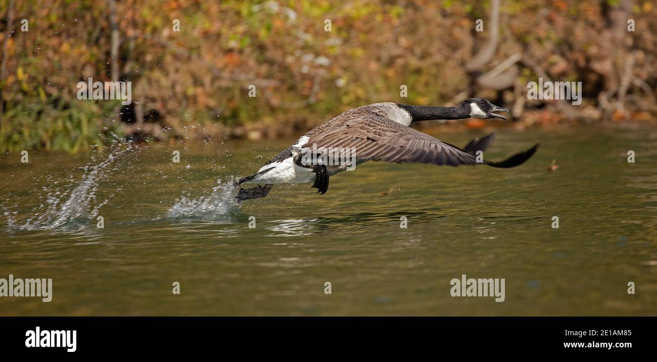 Kanadagans (Branta canadensis), Start, Maryland Stockfoto