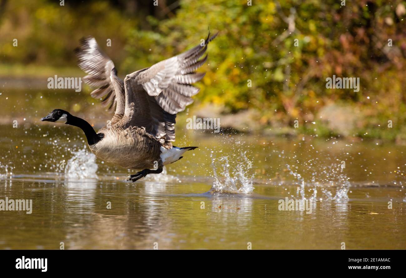 Kanadagans (Branta canadensis), Start, Maryland Stockfoto