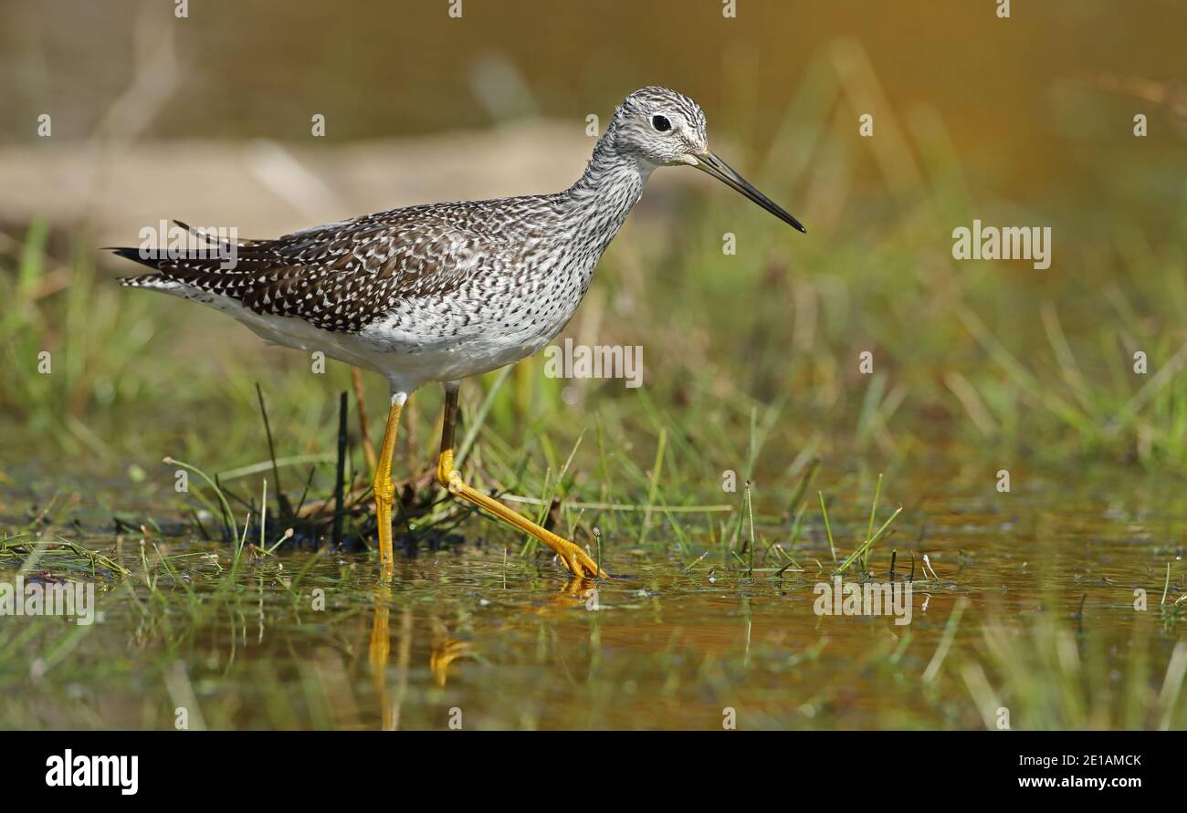 Greater Yellowlegs, Tringa melanoleuca, Maryland Stockfoto