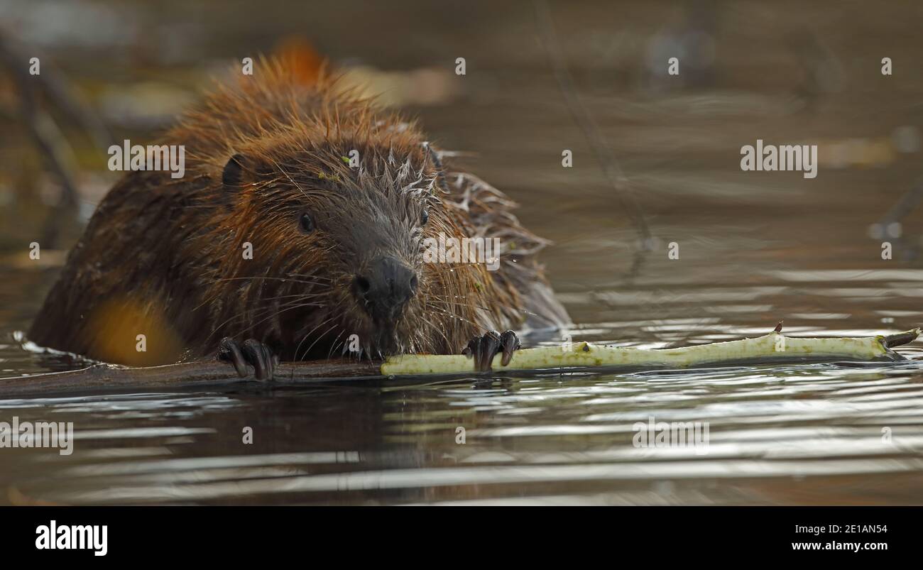 Nordamerikanischer Biber (Castor canadensis), Maryland, ernährt sich von Baumrinde Stockfoto