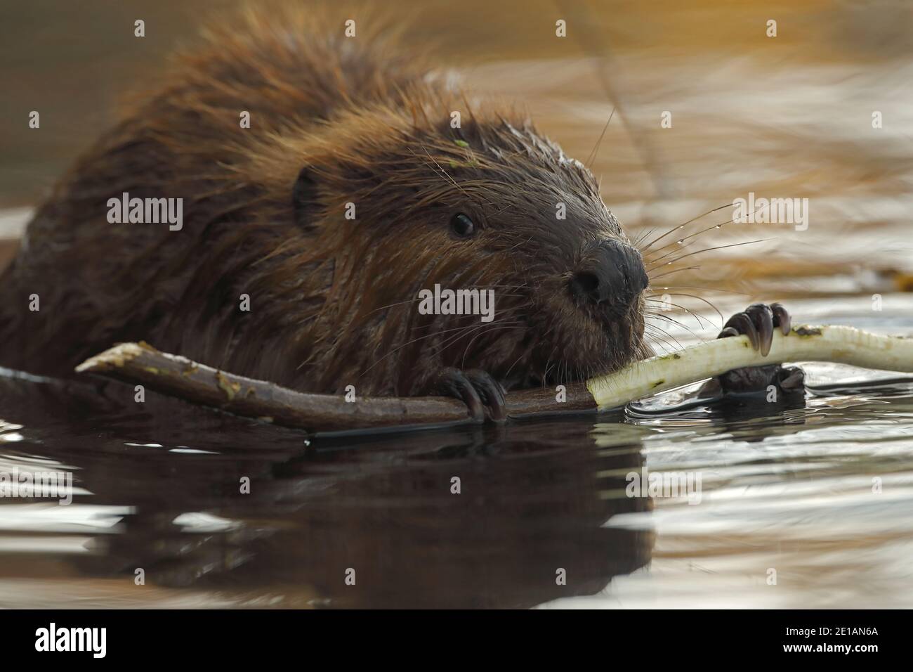 Nordamerikanischer Biber (Castor canadensis), Maryland, ernährt sich von Baumrinde Stockfoto