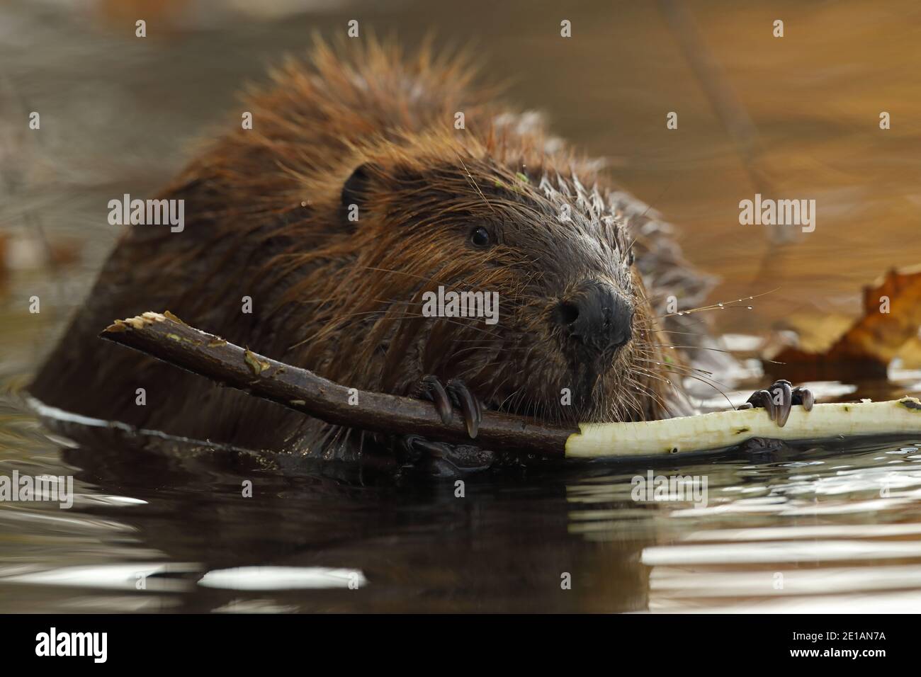 Nordamerikanischer Biber (Castor canadensis), Maryland, ernährt sich von Baumrinde Stockfoto