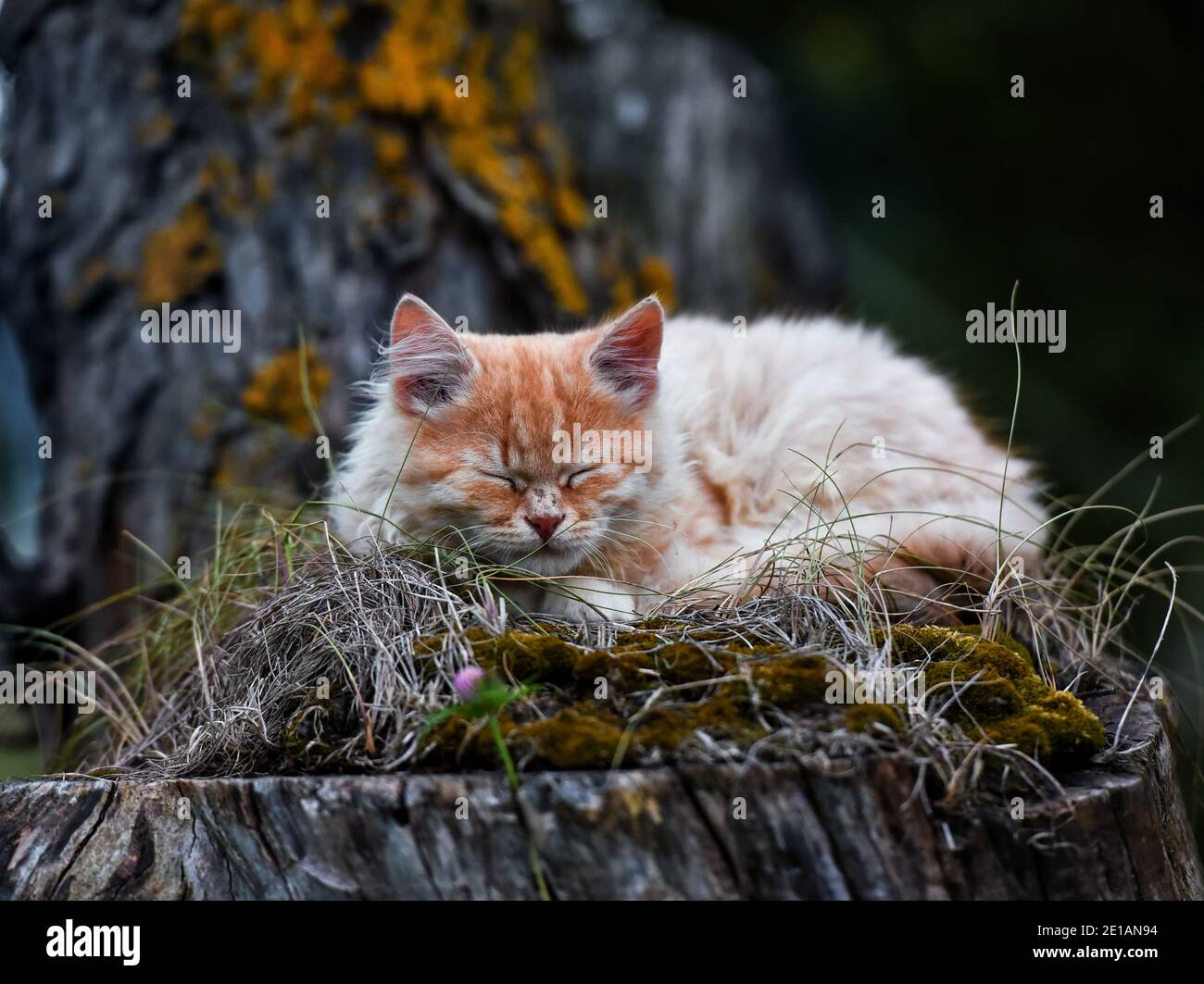 Vorderansicht von niedlichen schönen Ingwer Katzen schlafen auf einem Fällen Stockfoto
