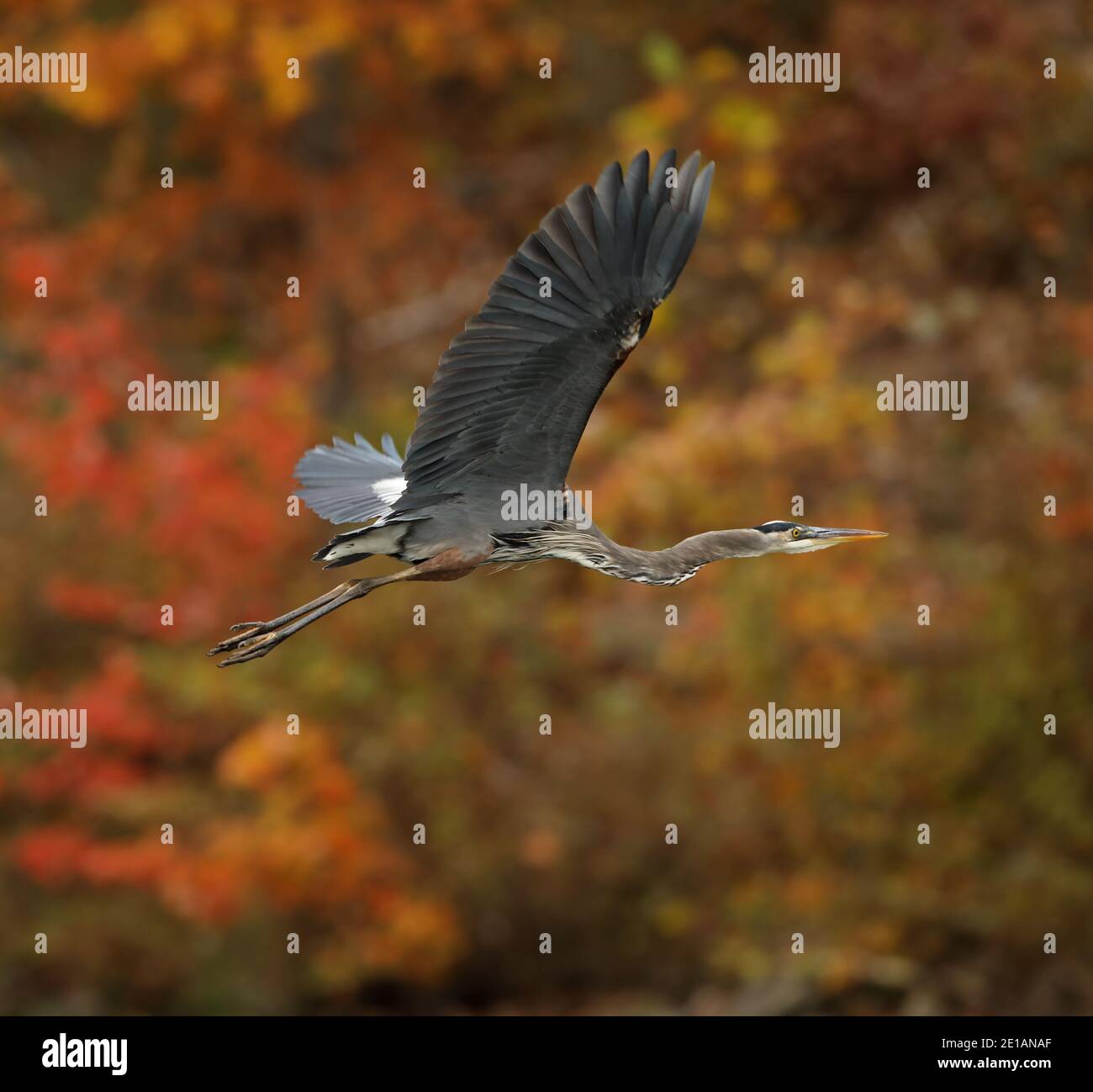 Greater Yellowlegs, Tringa melanoleuca, Preening, Maryland Stockfoto