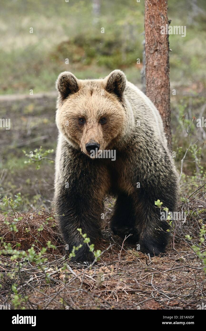 Schöne Braunbären Weibchen (Ursus arctos) fotografiert von vorne beim Wandern in der nördlichen wilden Taiga. Stockfoto