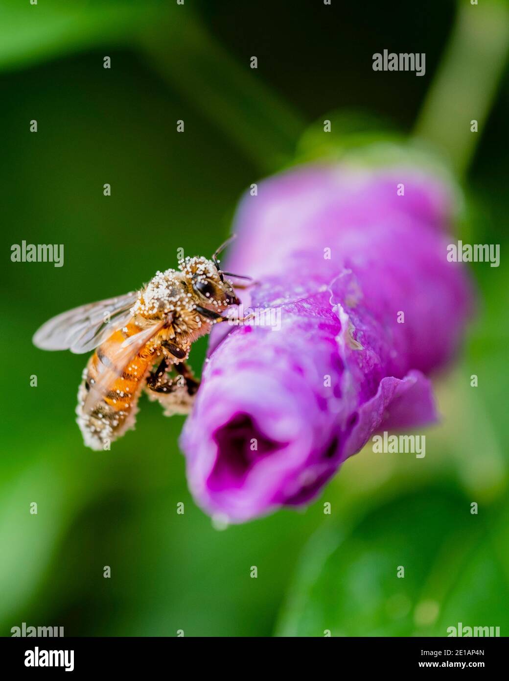 Honigbiene, APIs melifera, ruht auf der Rose von Sharon Hibiscus syriacus 'Minerva', Knospe, während sie Pollen aus ihrem Körper in ihr Corbiculum kratzt. USA Stockfoto