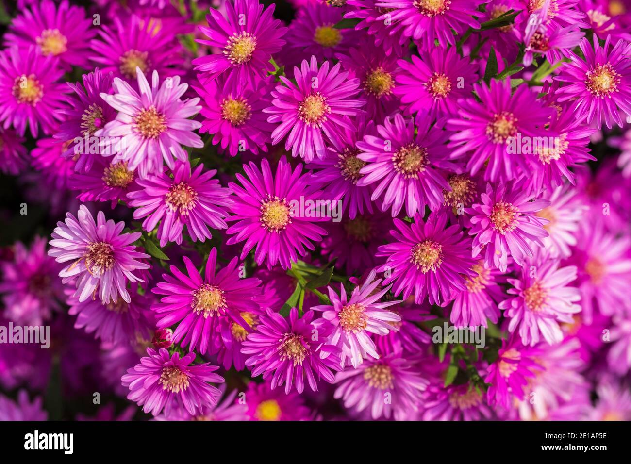 Heiße rosa oder lila Astern in voller Blüte. USA. Stockfoto