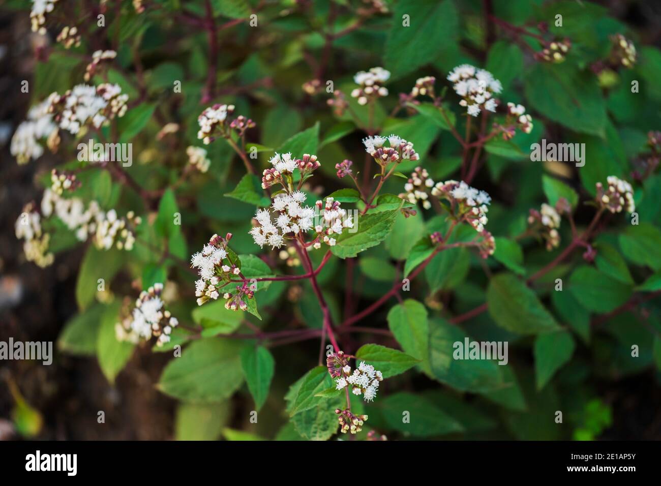 Joe Pye Weed,Eupatorium rugosum 'chocolate', ein Schmetterlingsattraktor, der in Wichita, Kansas, USA wächst. Stockfoto