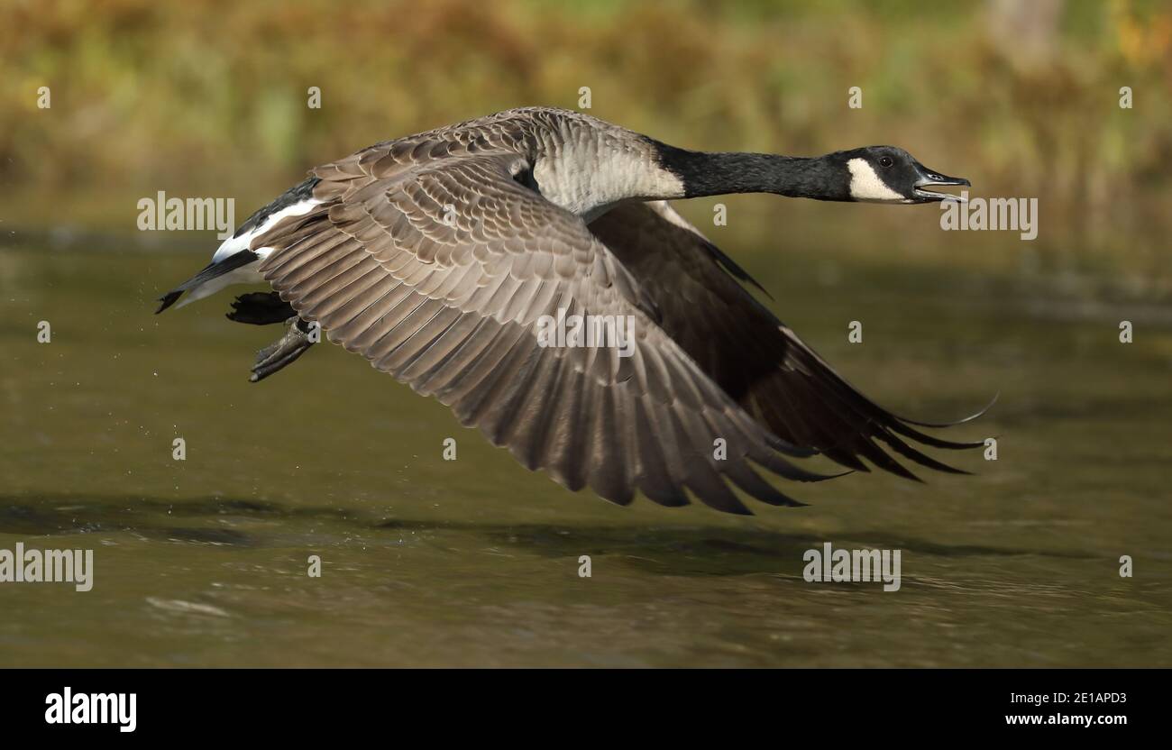 Kanadagans (Branta canadensis), Start, Maryland Stockfoto