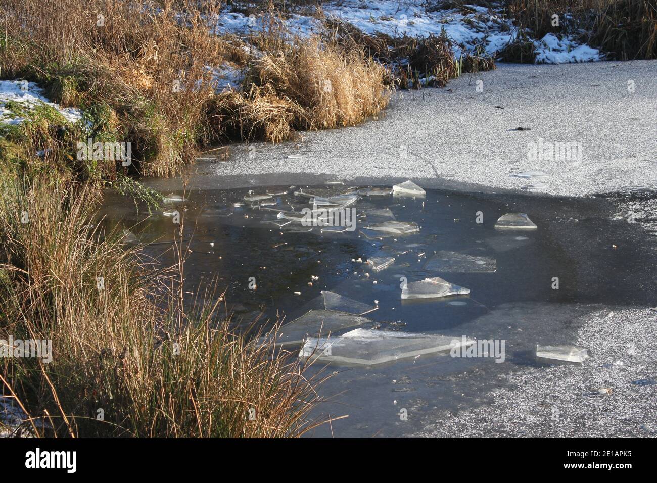 Schilf im teich gefroren Fotos und Bildmaterial in hoher Auflösung