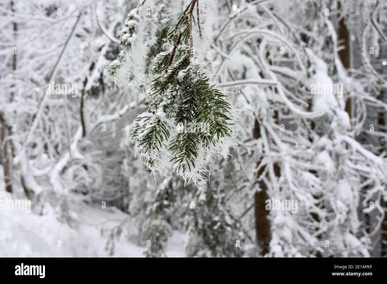 Schnee bedeckt Nadelbaum Zweig im Winterwald nach schwer Schneefall Stockfoto