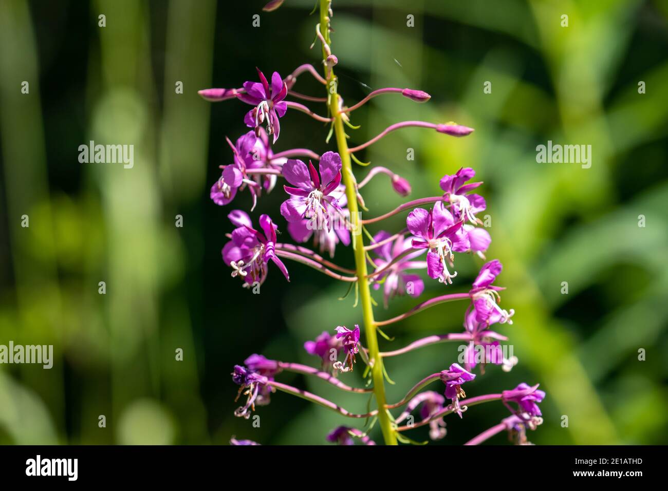 Lila Blume Stockfoto