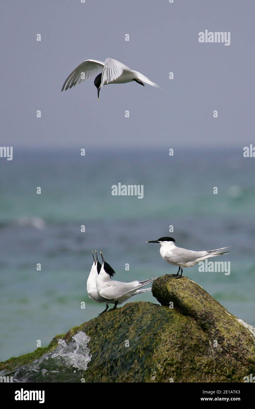 Sandwich Tern (Thalasseus sandvicensis) zeigt Erwachsene, die an der Küste, Ostsee, Mecklenburg-Vorpommern, Deutschland, auf Felsen sitzen Stockfoto