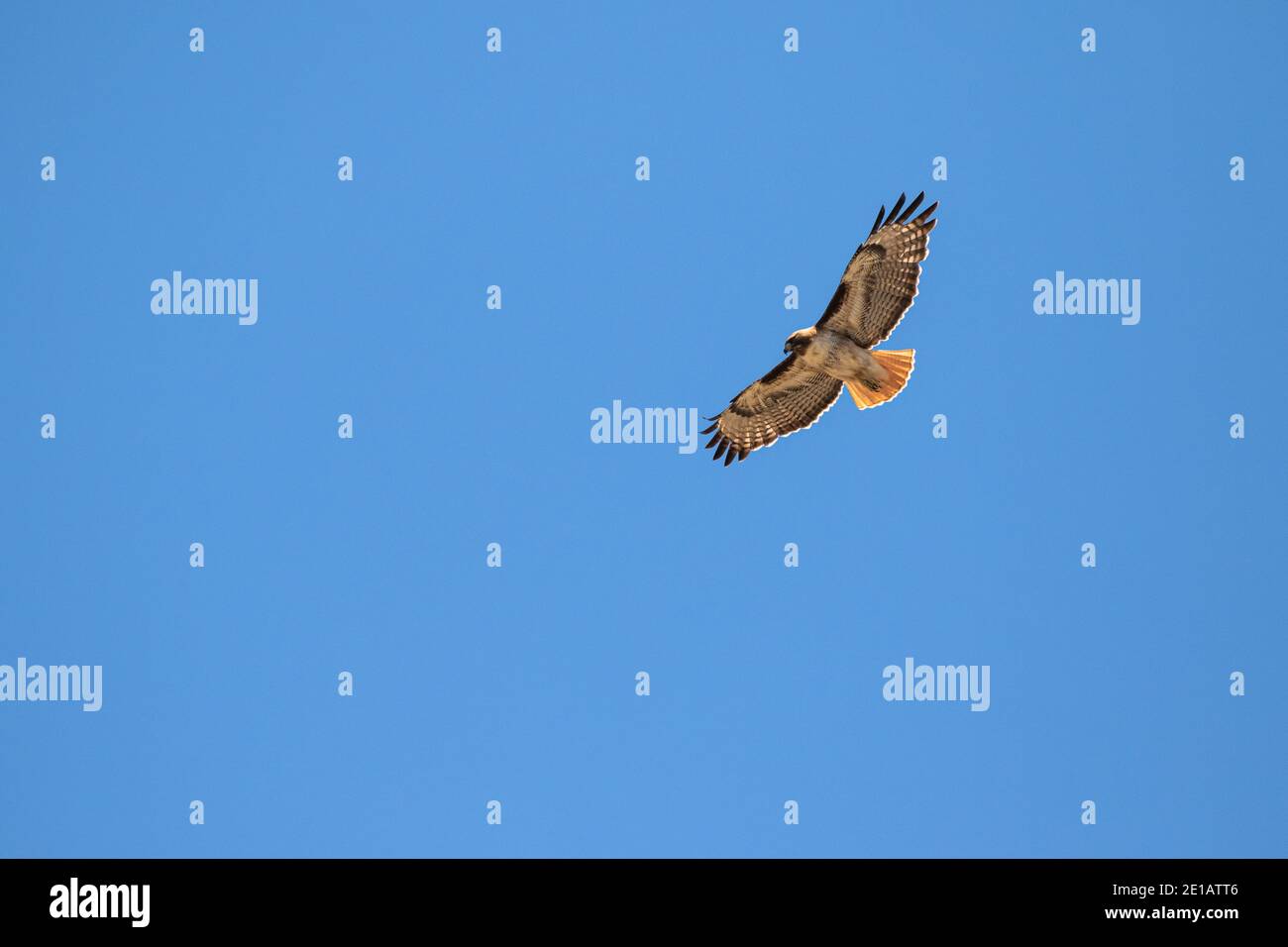 Hawk Fliegen Stockfoto