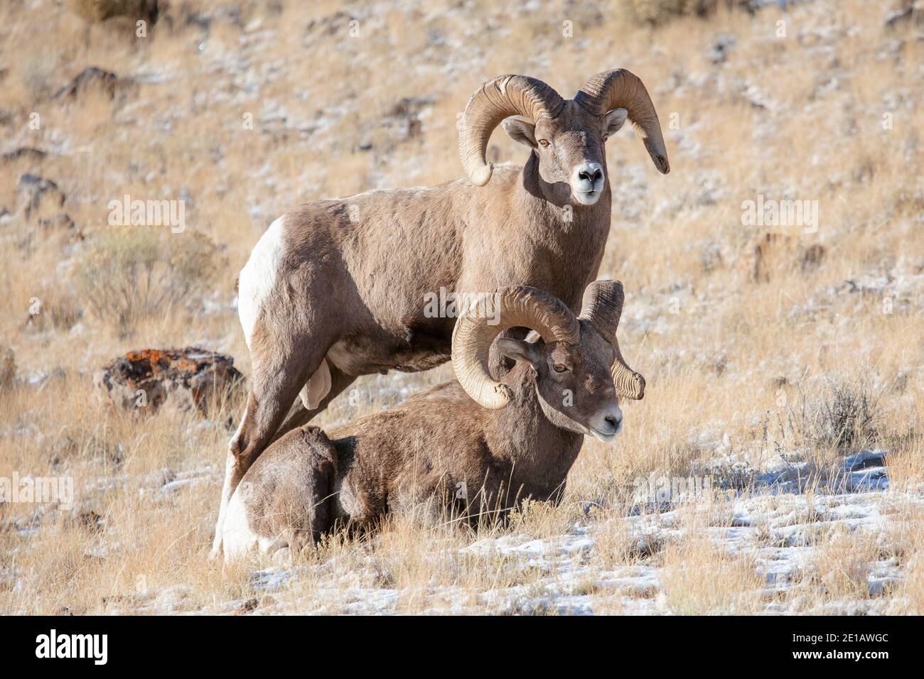 Rocky Mountain Bighorn Schafsramme (Ovis canadensis) in der National Elk Refuge in Jackson, Wyoming Stockfoto