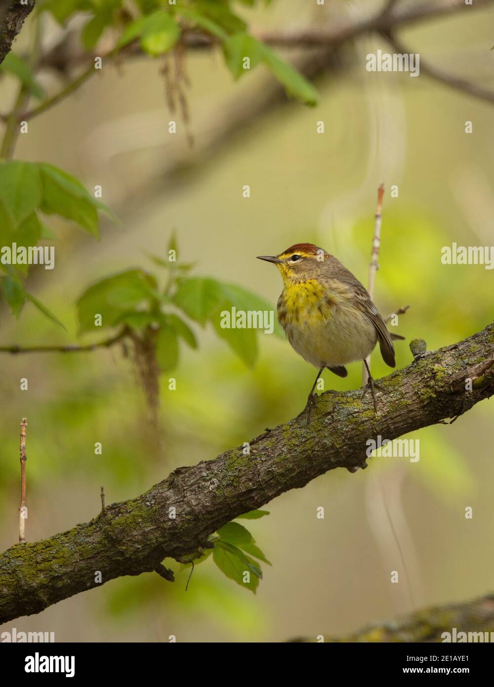 Palm Warbler (Dendroica Palmarum) Stockfoto