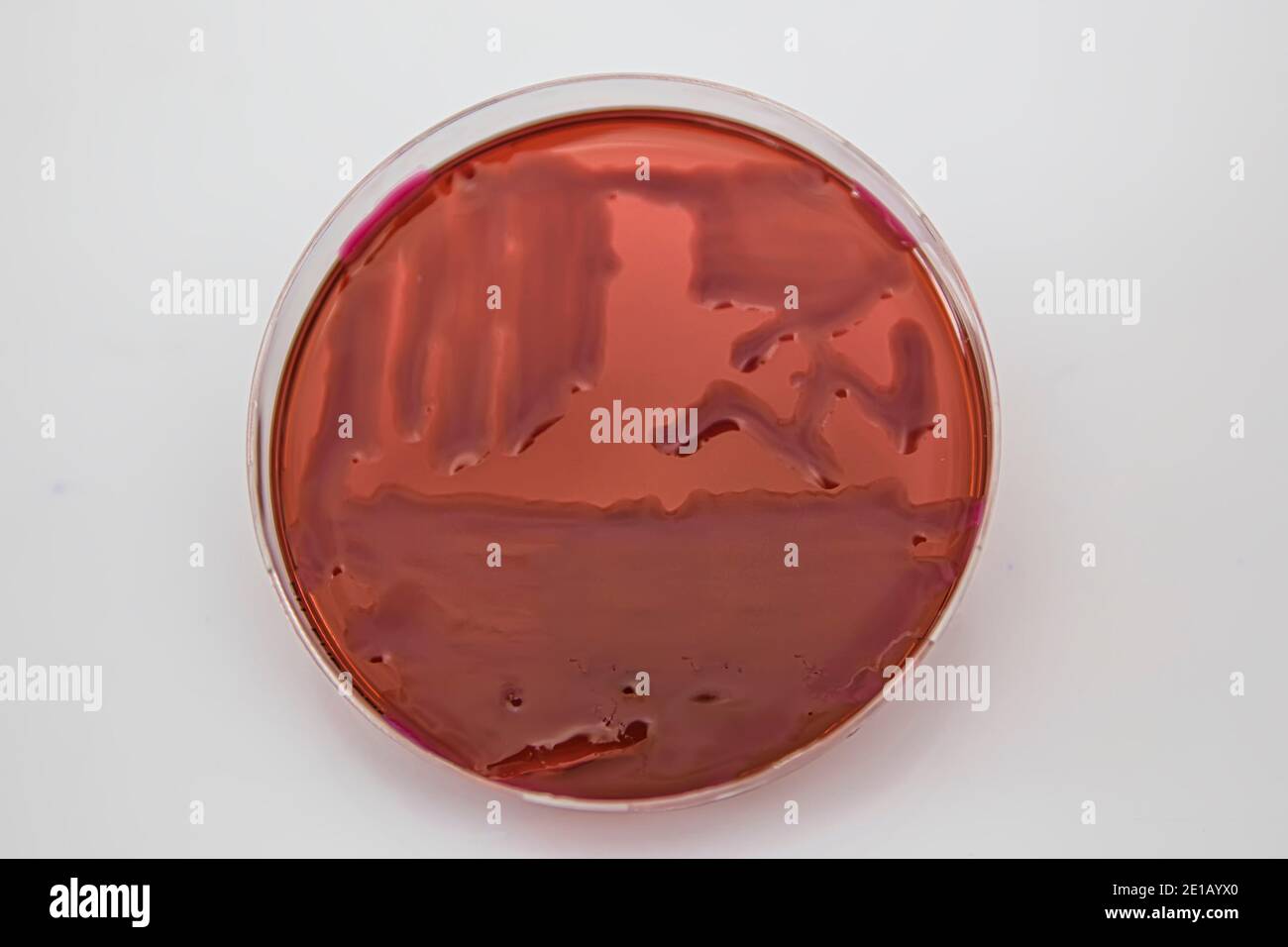Wachsende Bakterien in Agarmedium in Mikrobiologie Labor. Making Streifen in einer Petrischale isoliert auf weißem Hintergrund. Gemischt von Bakterienkolonien in Petri d Stockfoto
