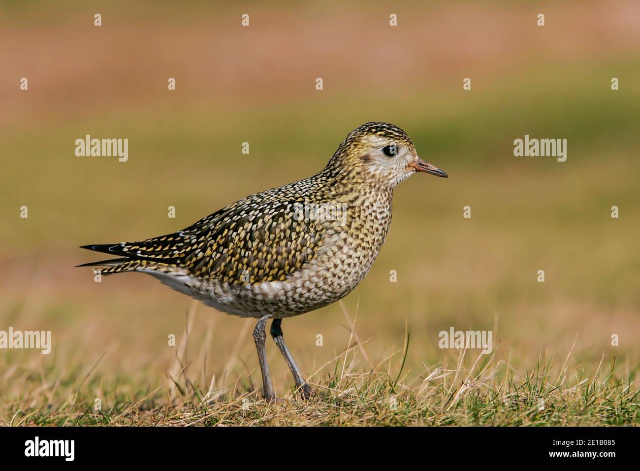 Eurasischer Goldpfeiber (Pluvialis apricaria) im nicht-brütenden Gefieder erwachsen, Helgoland, Deutschland Stockfoto