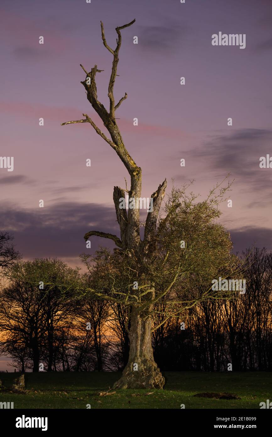 Ein kaum überlebender Baum in einem Feld in Warwickshire, Großbritannien, kurz nach Sonnenuntergang. Der Hauptstamm und höhere Zweige sind verrottet, doch es gibt neues Wachstum. Stockfoto