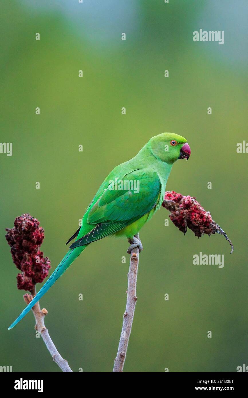 Rosenberingssittich (Psittacula krameri) auf dem Staghorn-Sumac-Baum (Rhus typhina), der sich an roten Blüten ernährt, Baden-Württemberg, Deutschland Stockfoto