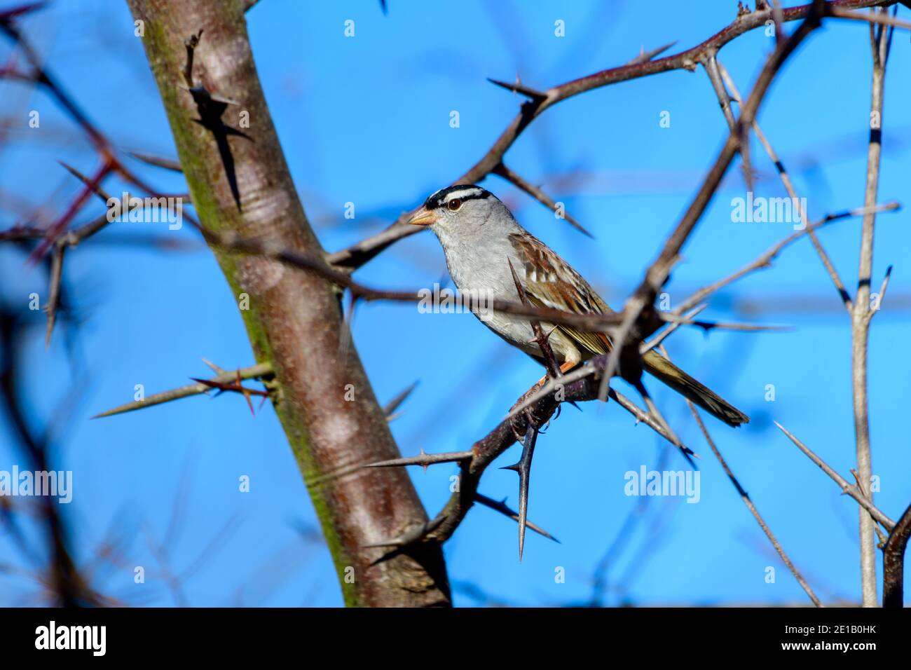 Weißkronenspatze - Zonotrichia leucophrys - thront auf einem Ast Eines dornigen Heuschreckenbaums Stockfoto