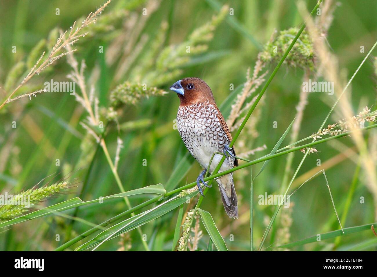 Schuppige Munia, Lonchura punctulata, wahrscheinlich Unterart Lonchura punctulata nisoria, auch bekannt als Spotted Munia, Muskatnuss-Mannikin, Gewürzfinch Stockfoto