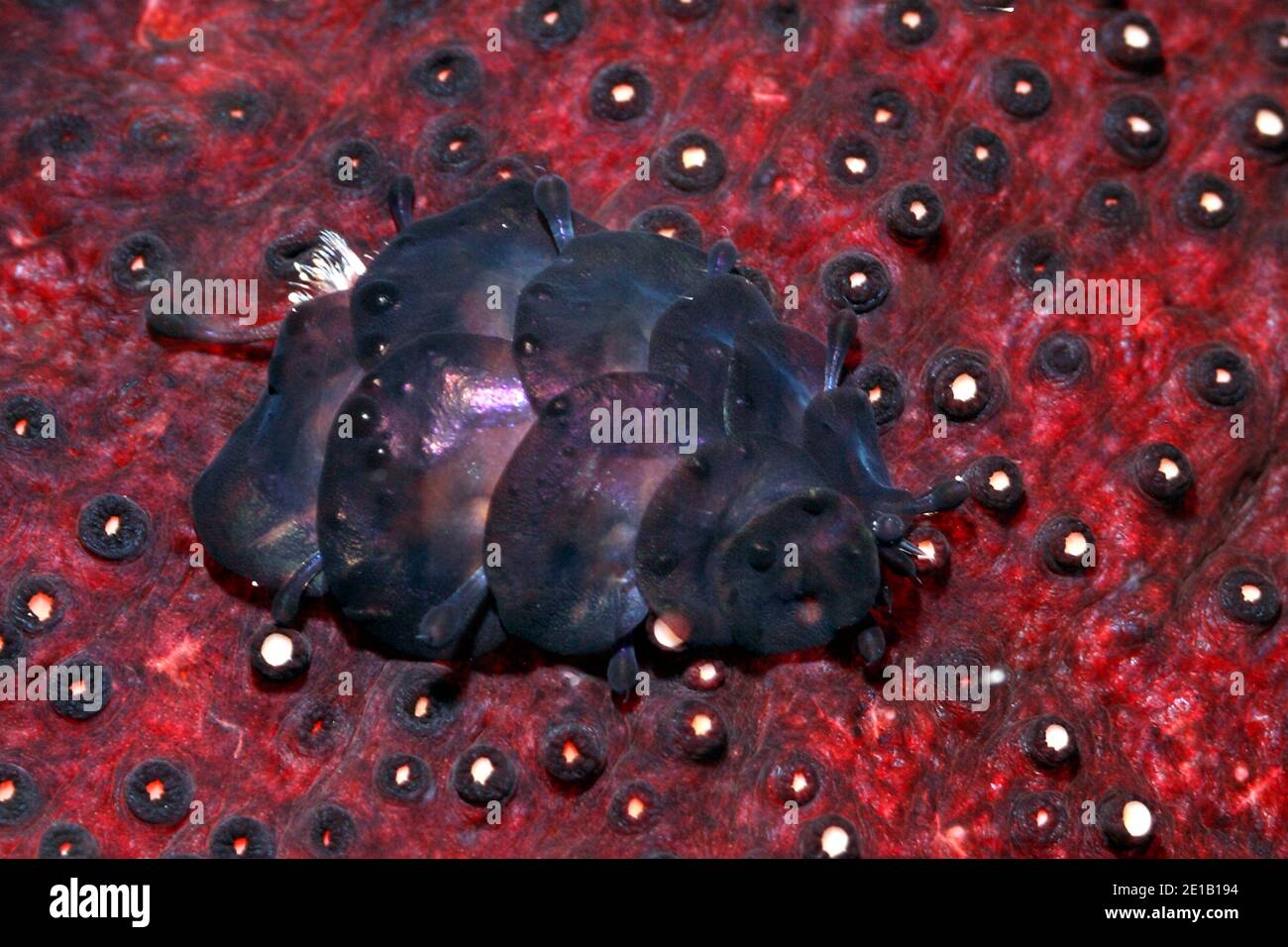 Sea Gurke Skala Wurm, Gastrolepidia clavigera, kriechen auf seinem Wirt holothurian, die schwarze Seegurke, Holothuria atra. Uepi, Salomonen. Stockfoto