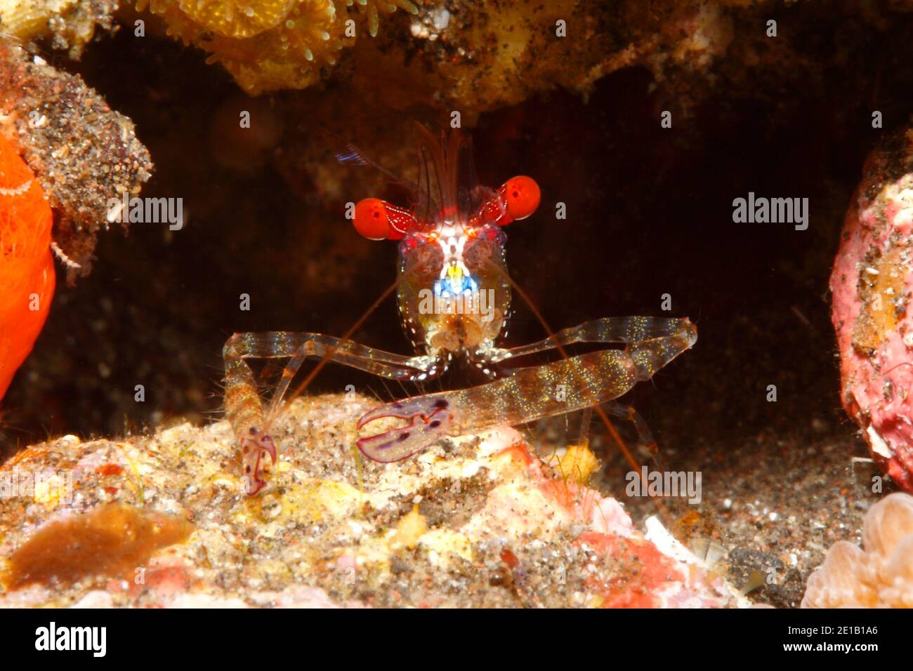 Rote-Augen-Garnele, Exoclimenella maldivensis. Tulamben, Bali, Indonesien. Bali Meer, Indischer Ozean Stockfoto