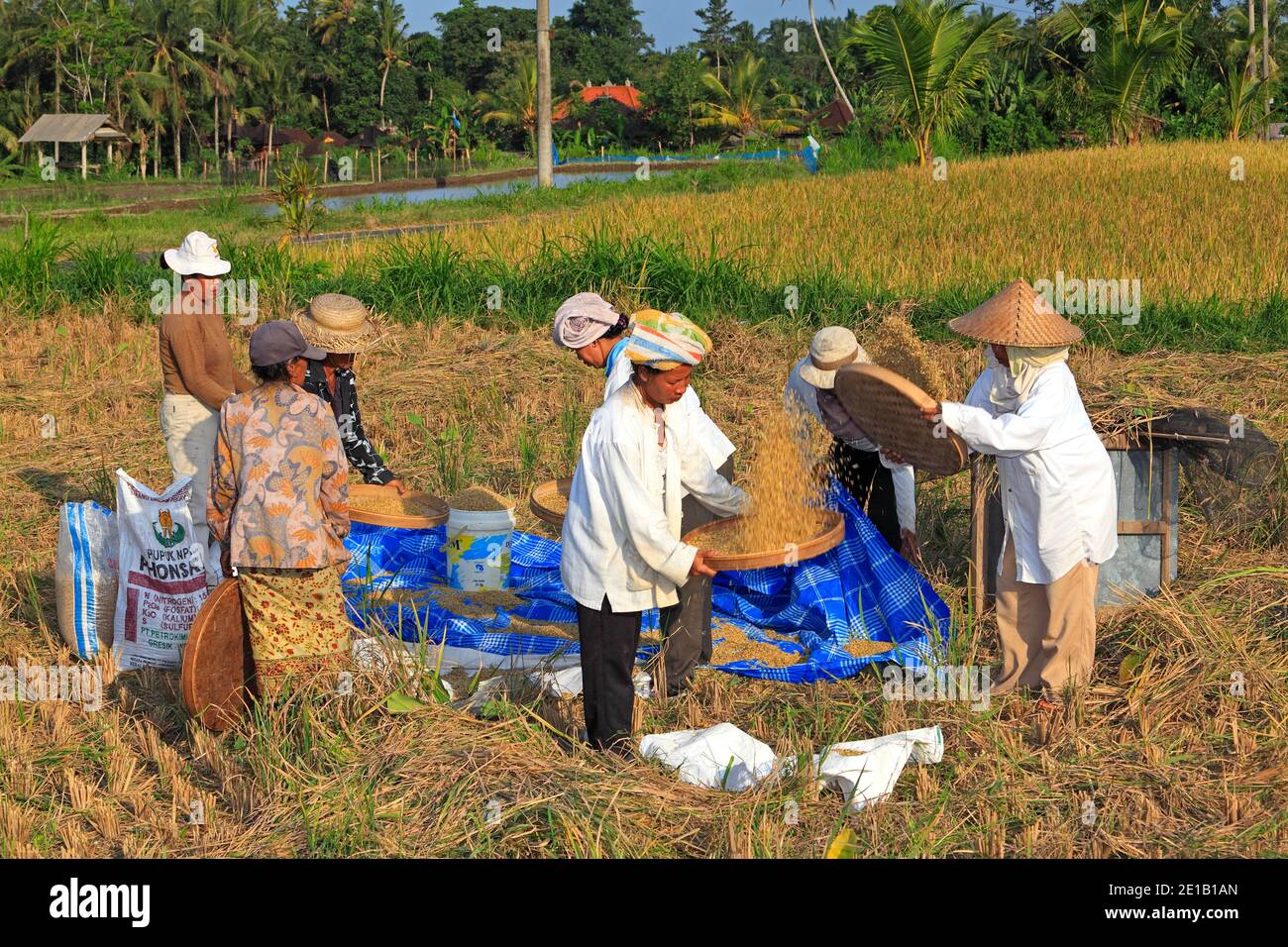 Frauen in den Bereichen worfeln Reis während der reisernte zu arbeiten, in der Nähe von Ubud, Bali, Indonesien. Stockfoto