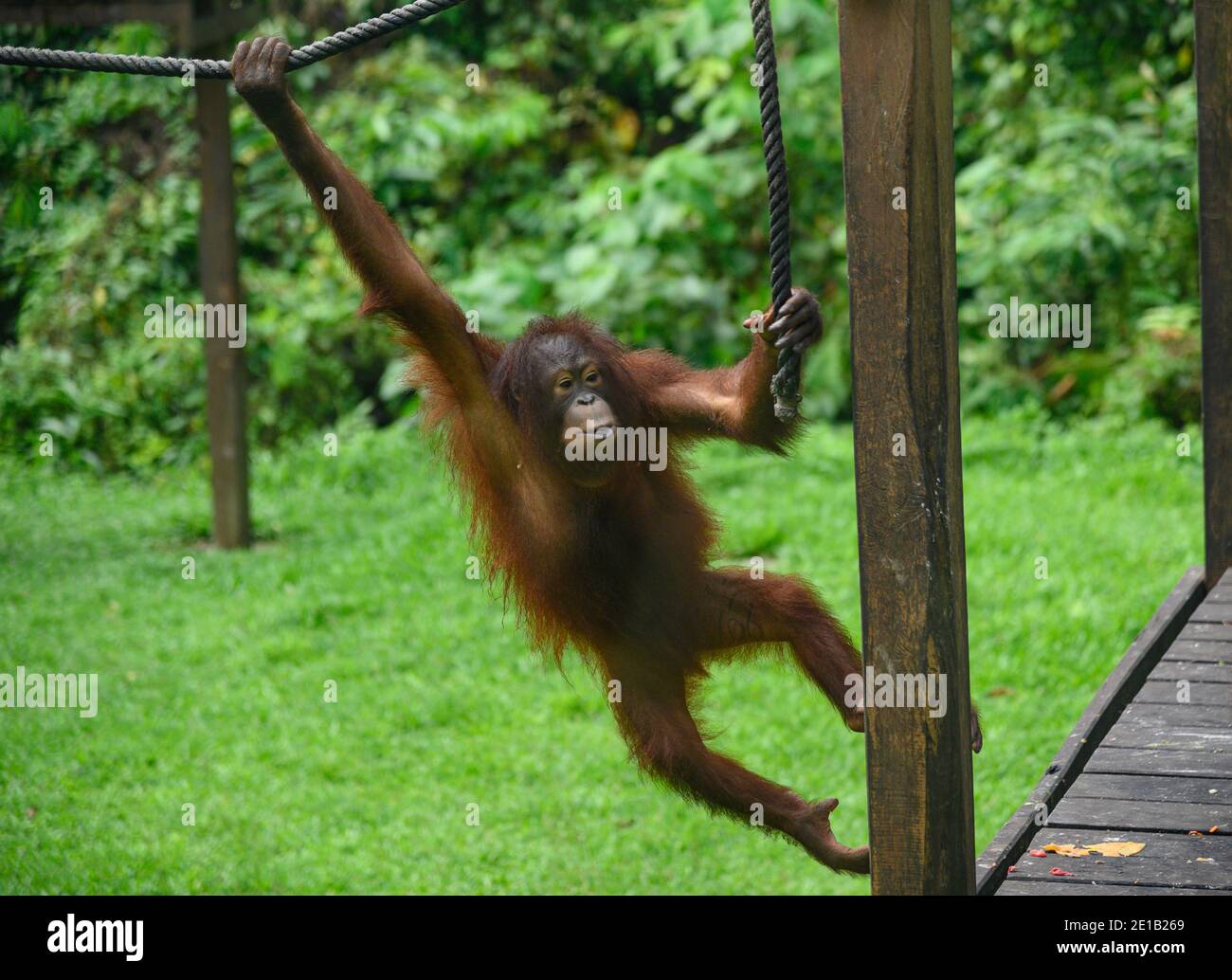 Orang-Utan im Sepilok Orang-Utan Rehabilitationszentrum Stockfoto