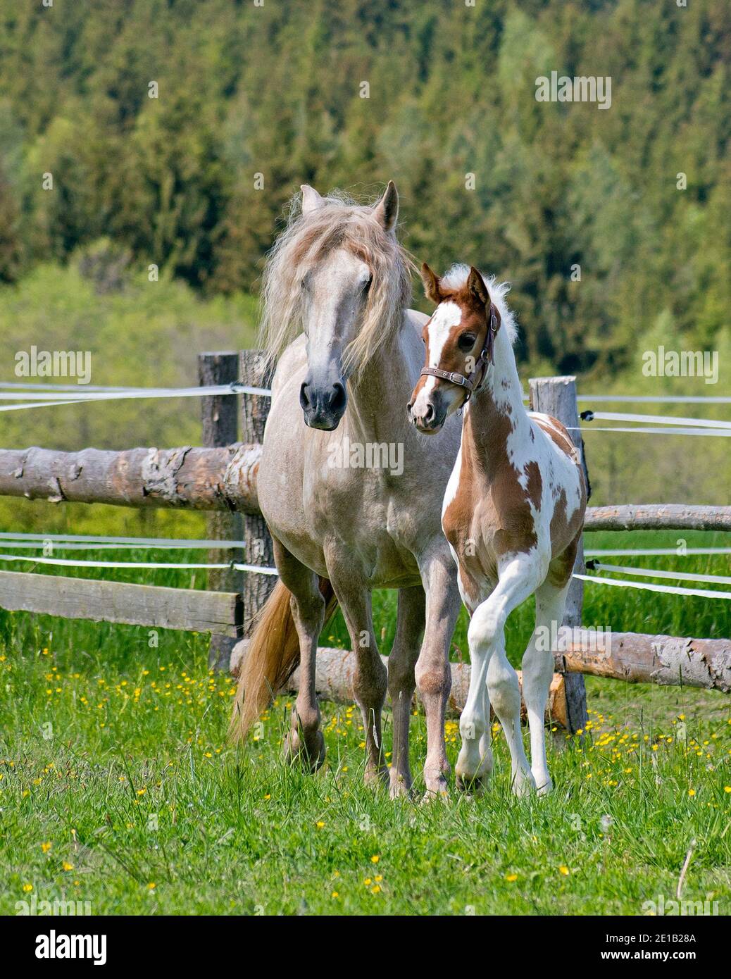 Am Nachmittag grast das Fohlen mit der Stute und läuft im Fahrerlager. Stockfoto