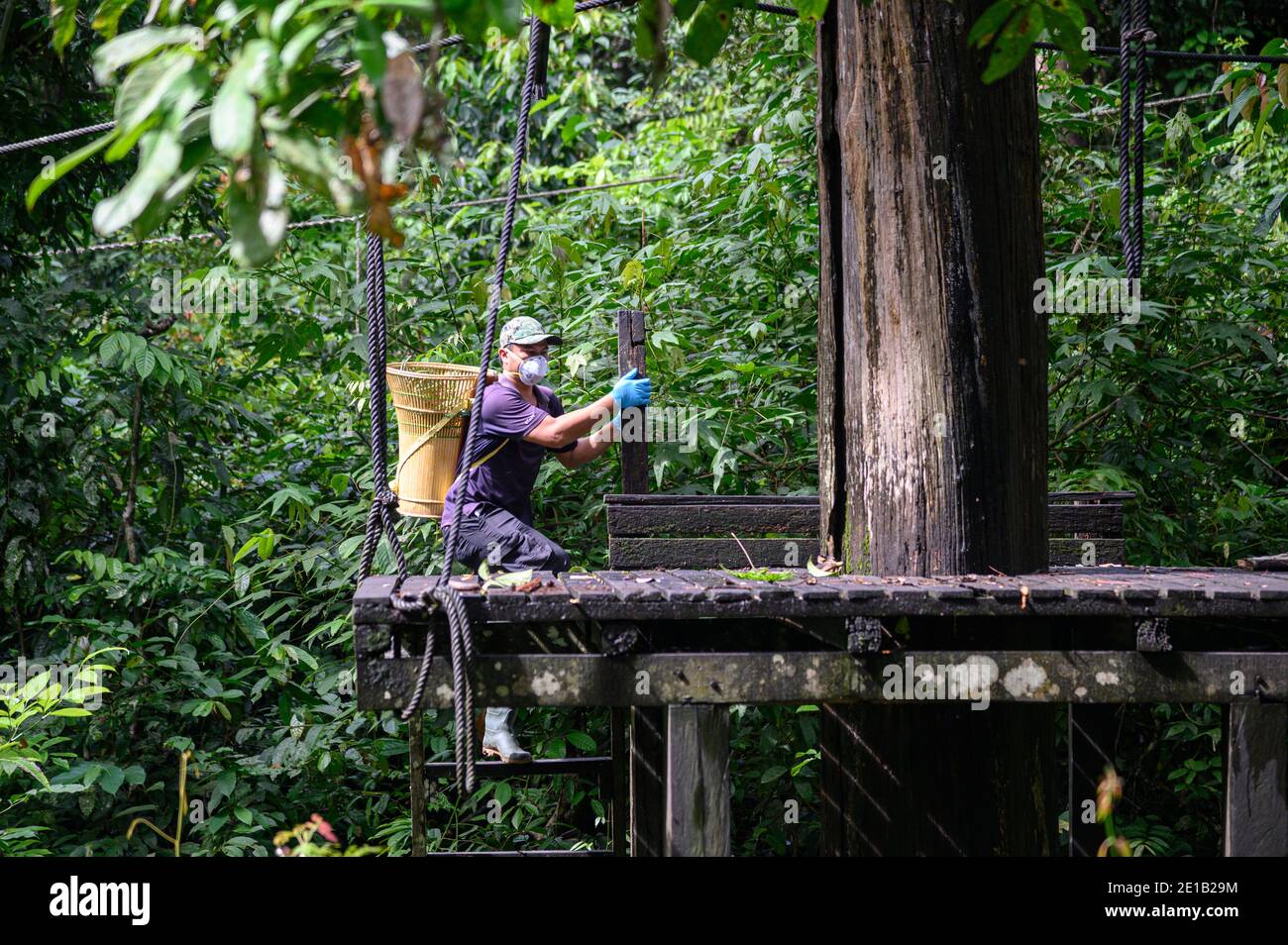 Naturschützer Arbeiter, die Nahrung auf einer Plattform an der Sepilok Orangutan Rehabilitationszentrum Stockfoto
