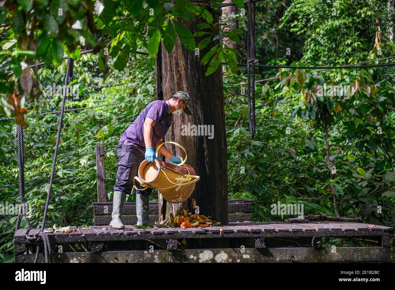 Naturschützer Arbeiter, die Nahrung auf einer Plattform an der Sepilok Orangutan Rehabilitationszentrum Stockfoto