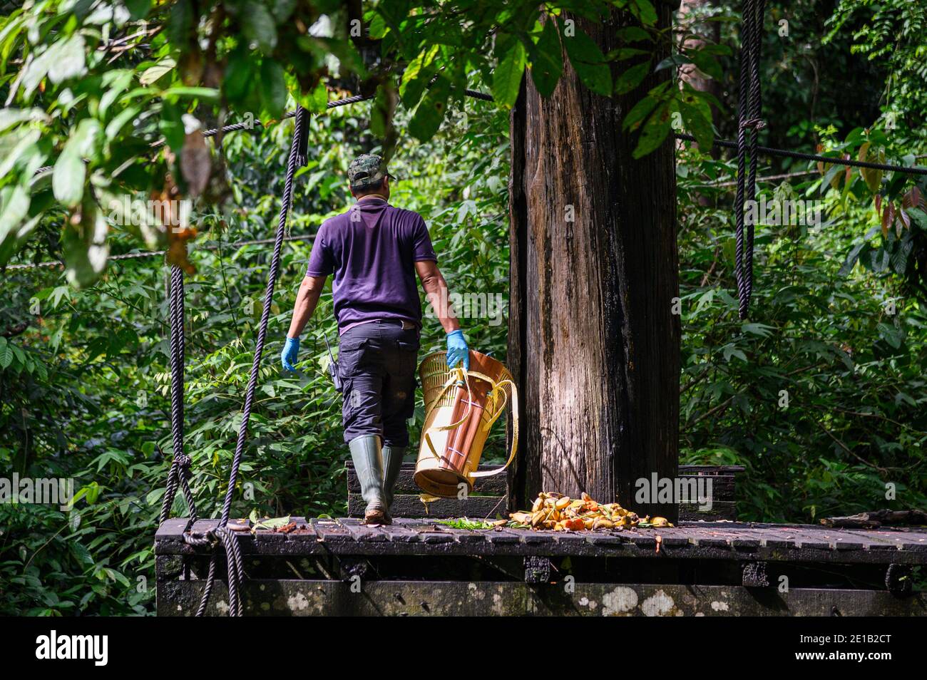 Naturschützer Arbeiter, die Nahrung auf einer Plattform an der Sepilok Orangutan Rehabilitationszentrum Stockfoto