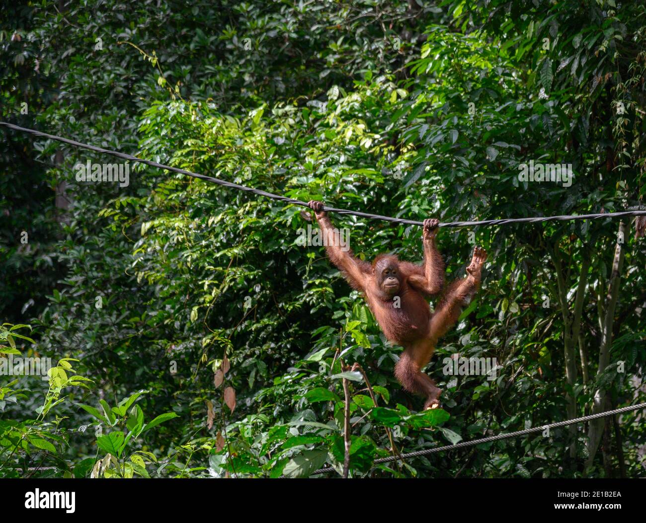 Wildes Baby Orang-Utan auf einem Draht am Sepilok Orang-Utan Rehabilitationszentrum Stockfoto