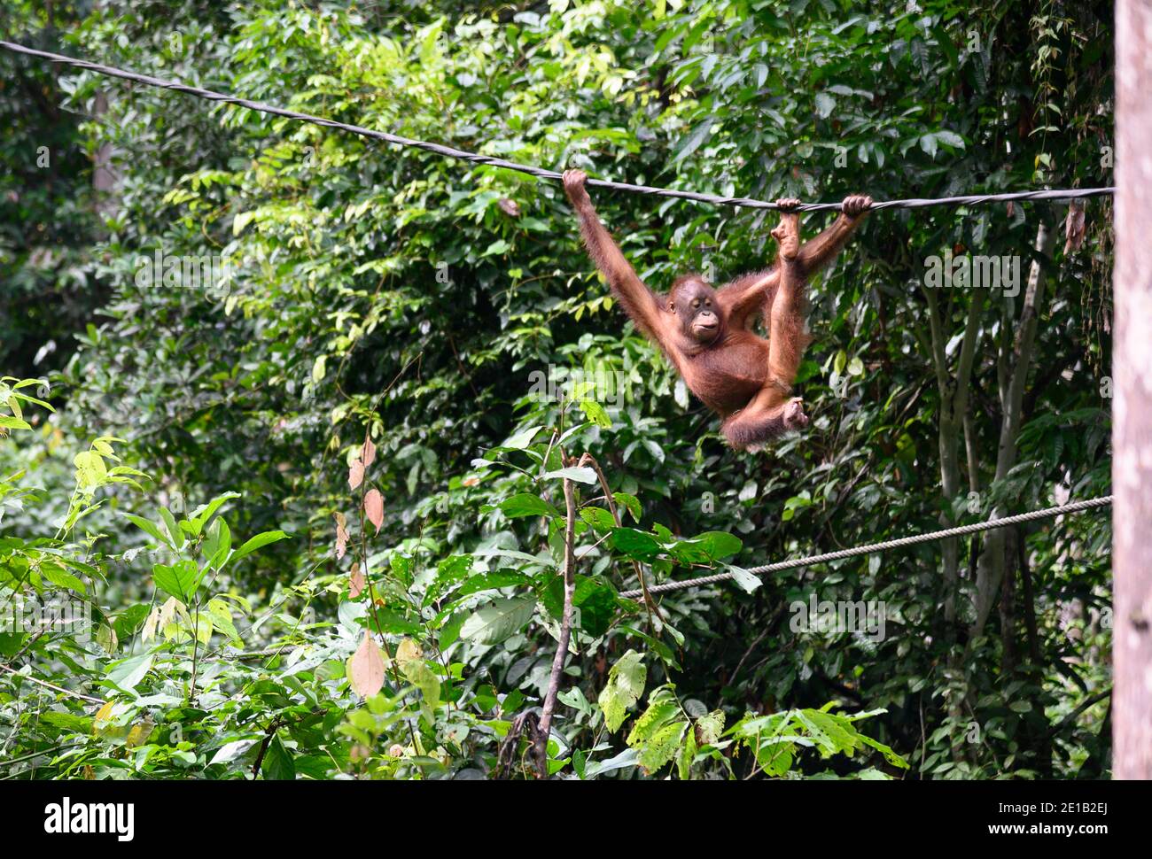 Wildes Baby Orang-Utan auf einem Draht am Sepilok Orang-Utan Rehabilitationszentrum Stockfoto