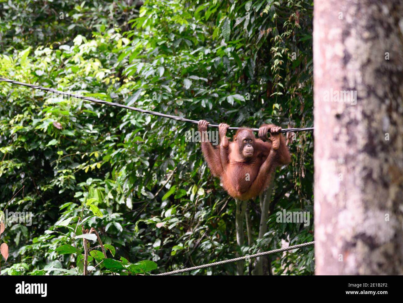 Wildes Baby Orang-Utan auf einem Draht am Sepilok Orang-Utan Rehabilitationszentrum Stockfoto