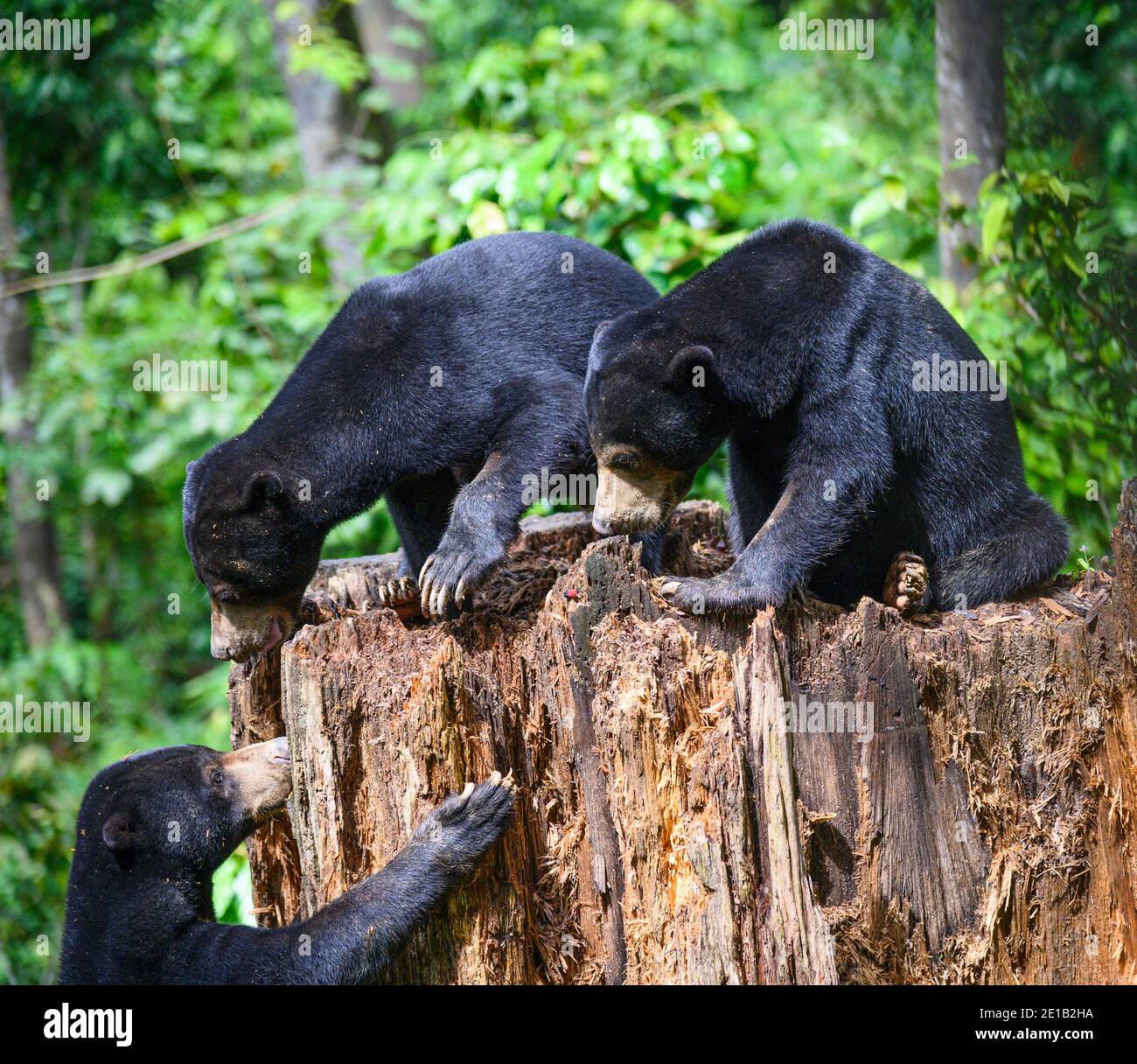 Drei Sonnenbären spielen auf einem Baumstumpf am Borneo Sun Bear Conservation Center in Malaysia Stockfoto