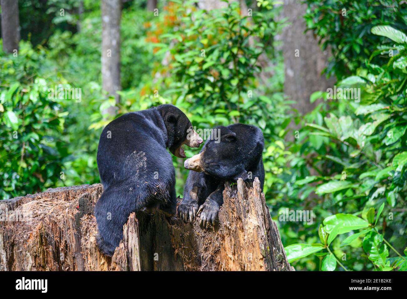 Zwei Sonnenbären spielen auf einem Baumstumpf am Borneo Sun Bear Conservation Center in Malaysia Stockfoto