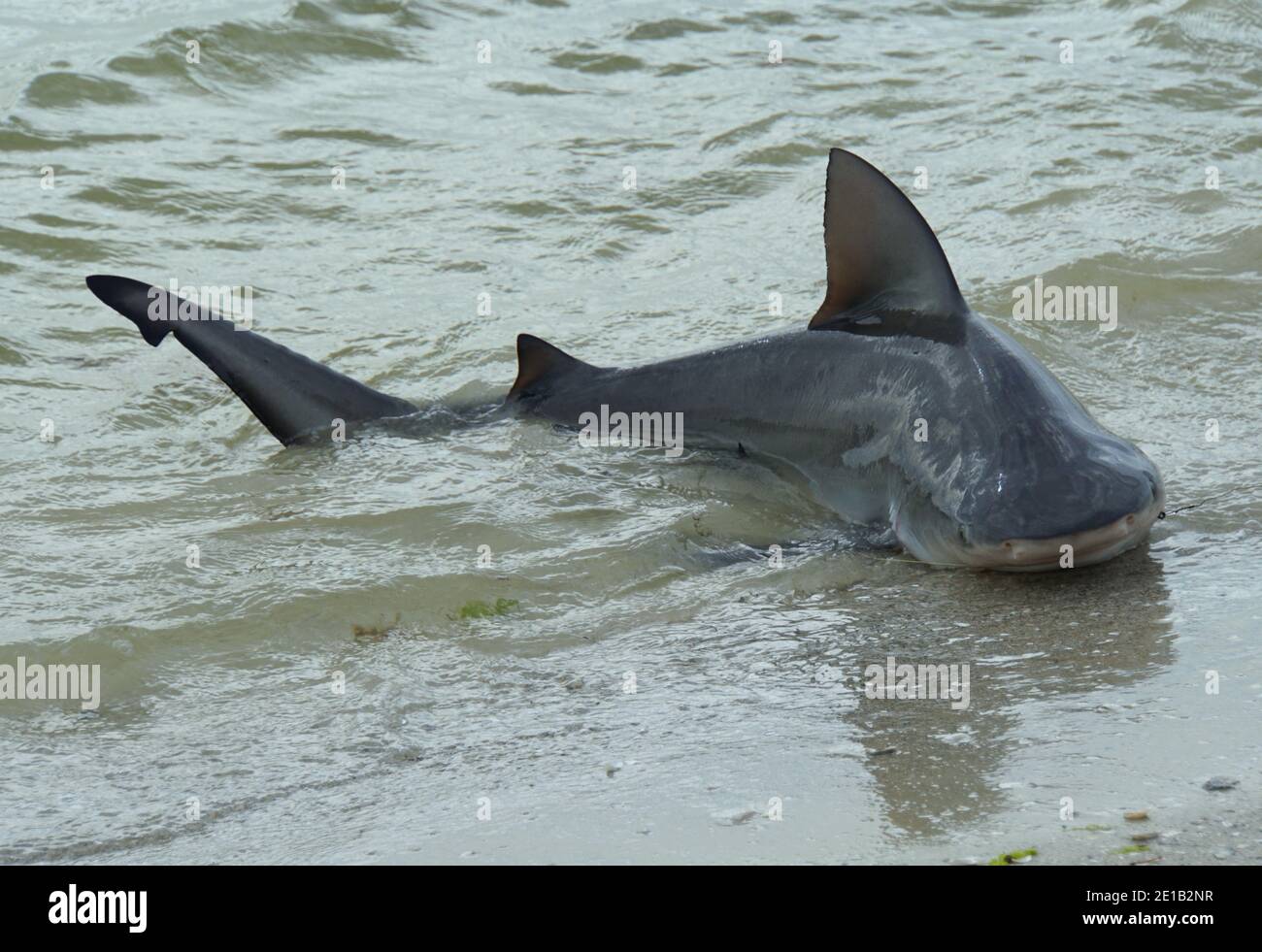 Einen Bullenhai Fangen Fotos Und Bildmaterial In Hoher Aufl sung Alamy einen-bullenhai-fangen-fotos-und-bildmaterial-in-hoher-aufl-sung-alamy