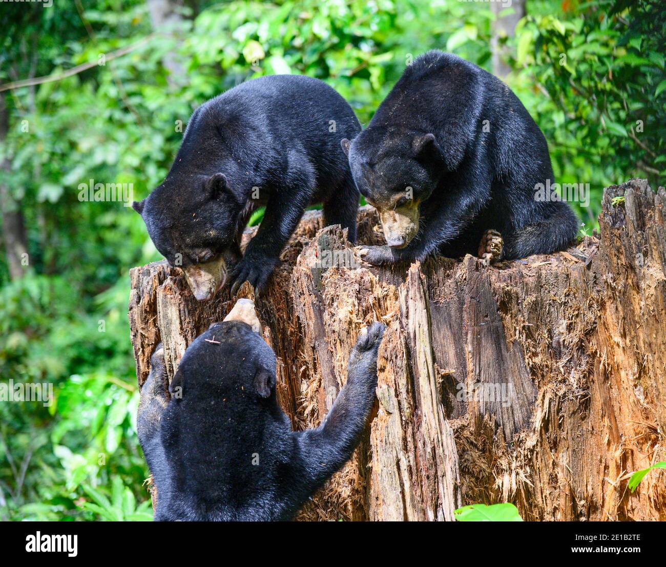 Drei Sonnenbären spielen auf einem Baumstumpf am Borneo Sun Bear Conservation Center in Malaysia Stockfoto