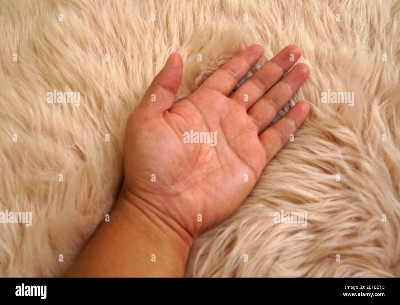Eine Hand, die eine weiche und pelzige Pfirsichdecke berührt Stockfoto