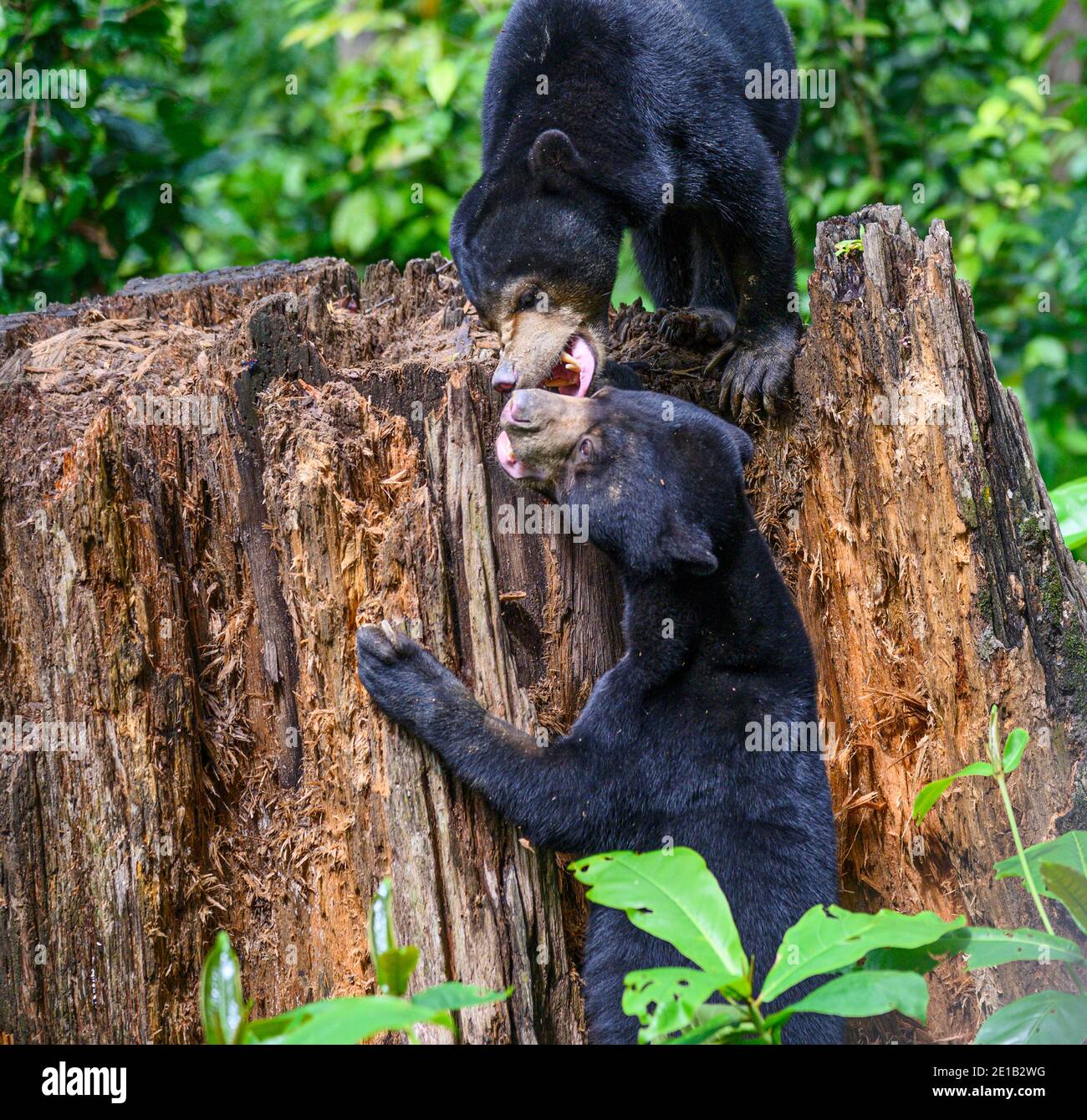 Zwei Sonnenbären spielen auf einem Baumstumpf am Borneo Sun Bear Conservation Center in Malaysia Stockfoto