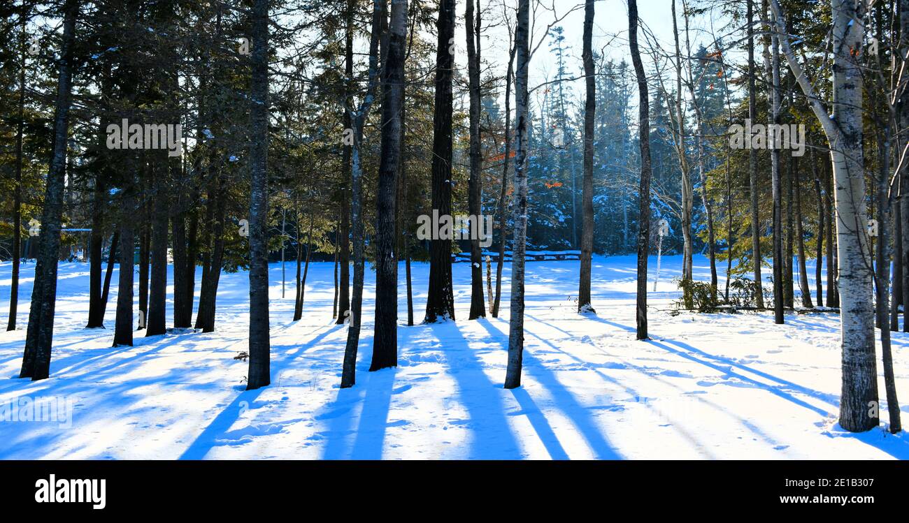 Baumstämme werfen Schatten auf den Schnee an einem Wintertag. Stockfoto