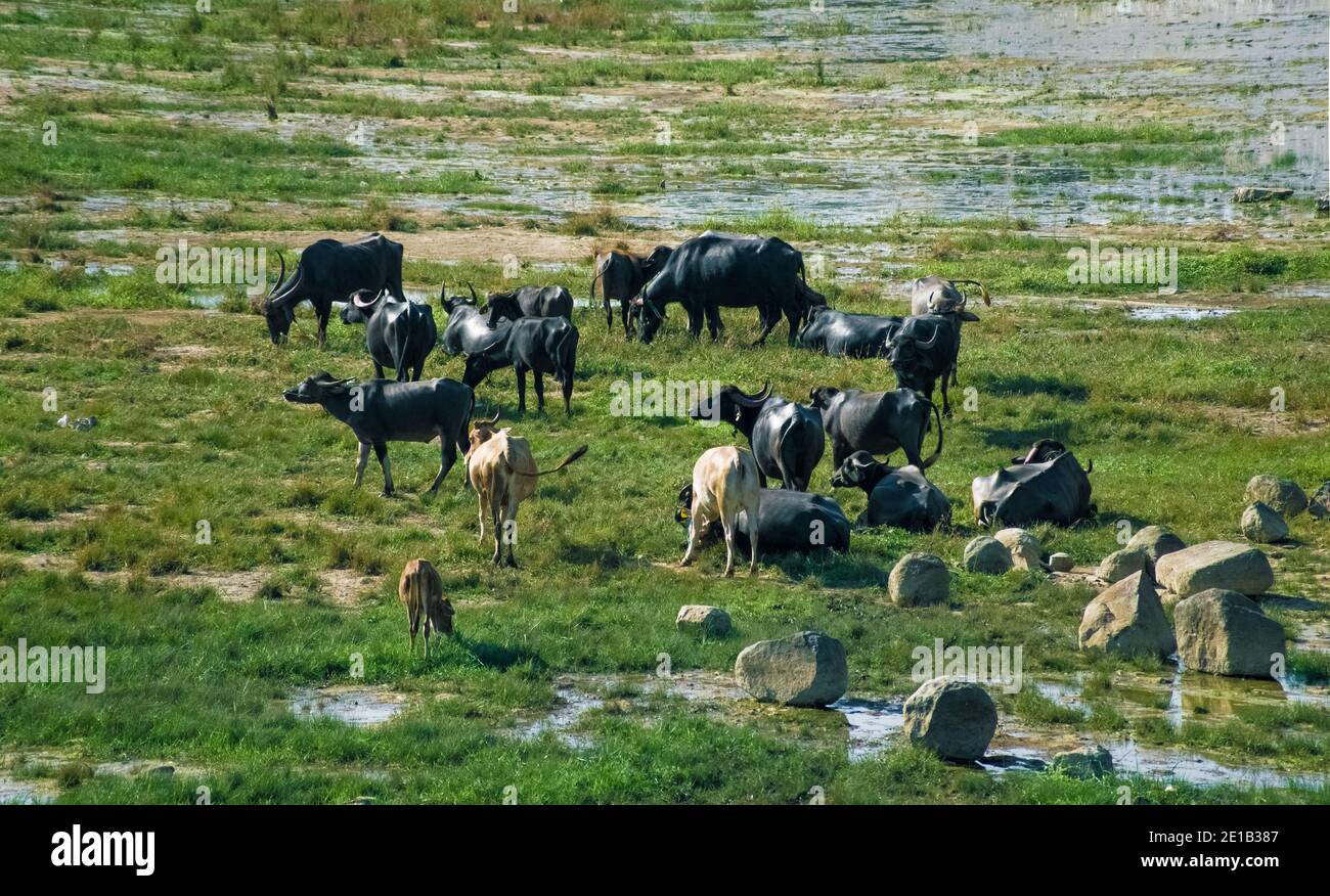 Große Gruppe von Rindern, die sich auf dem lebenden Gras ernähren. Stockfoto