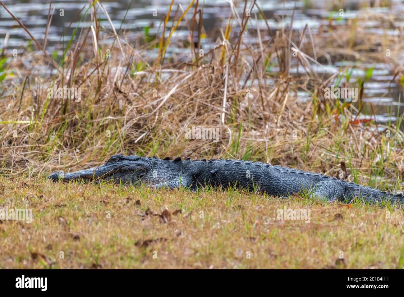 Großer Alligator, der am Ufer des Teiches im St. Marks Wildlife Refuge, Florida USA, ruht Stockfoto