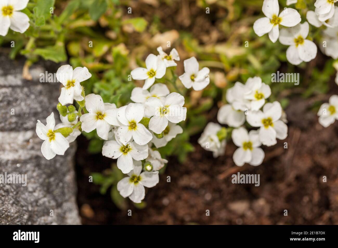 'Snow Maiden' Rockcress, Aubrietia (Aubrieta deltoidea) Stockfoto