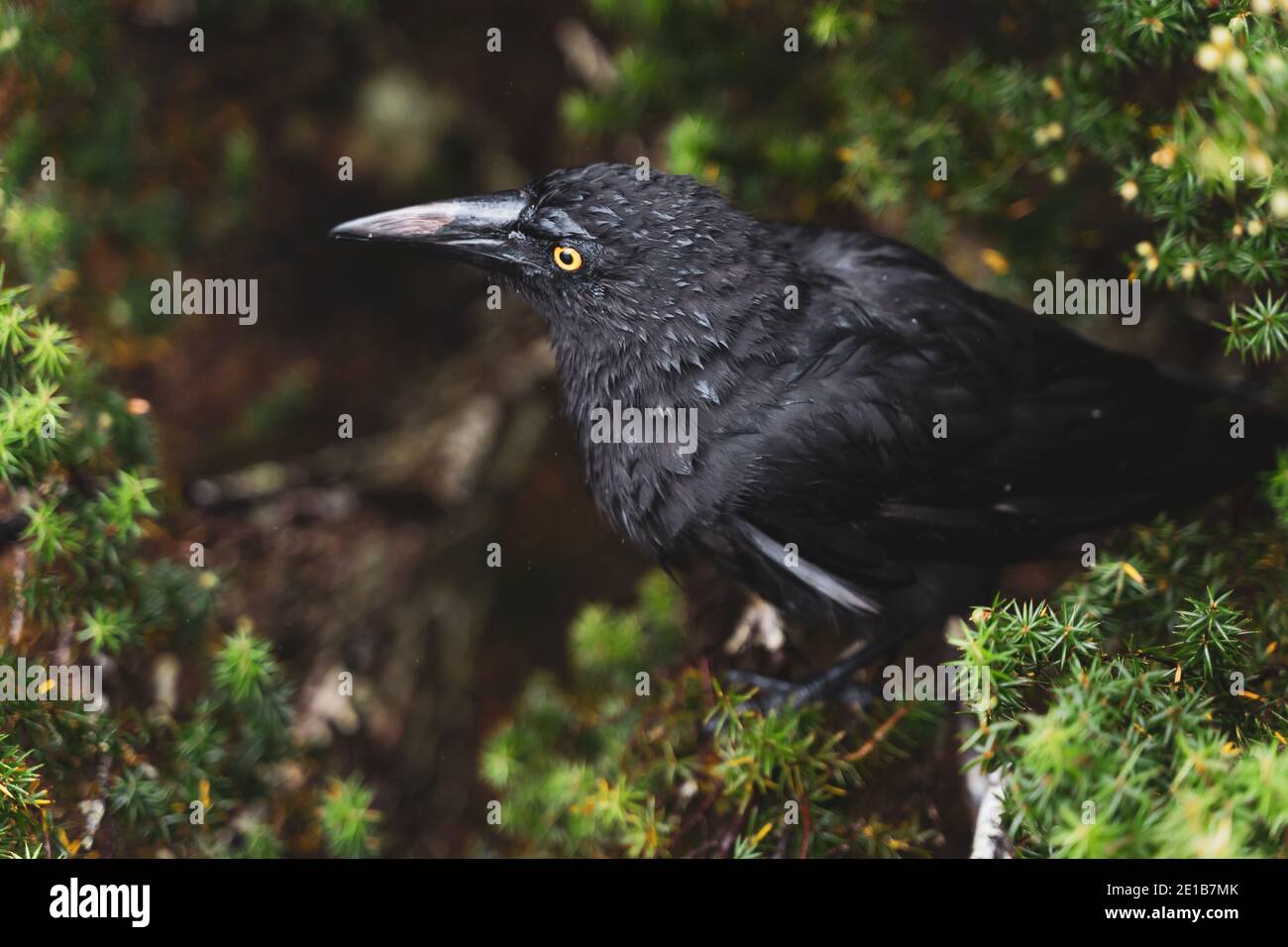 Currawong in einem Busch Stockfoto