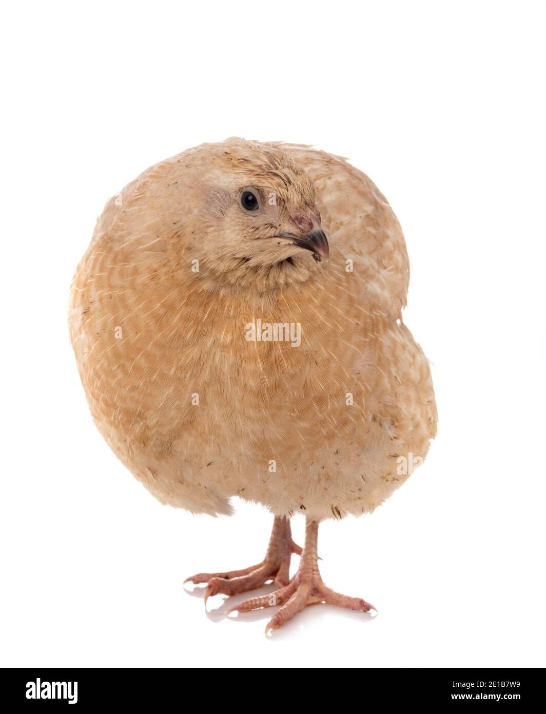 Japanische Wachteln vor weißem Hintergrund Stockfoto