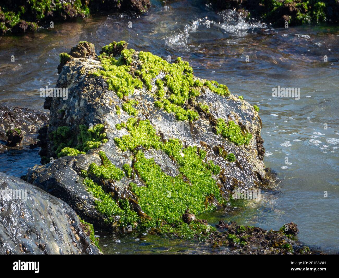 Hellgrünes Moos auf großen grauen Felsen am Meer Stockfoto